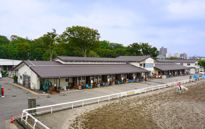 JRA東京競馬場 乗馬センター   【横葺き】カナディー
