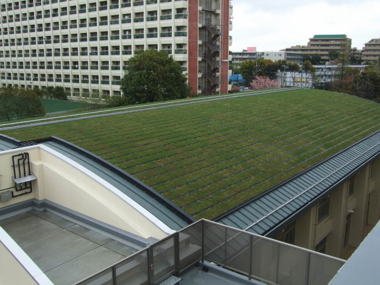 杉並区　某小学校　緑化屋根  【縦葺き】スタンディングロック
