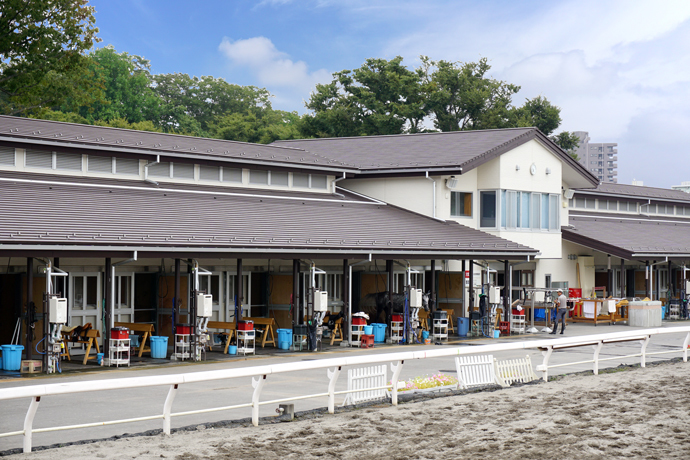 JRA東京競馬場 乗馬センター   【横葺き】カナディー